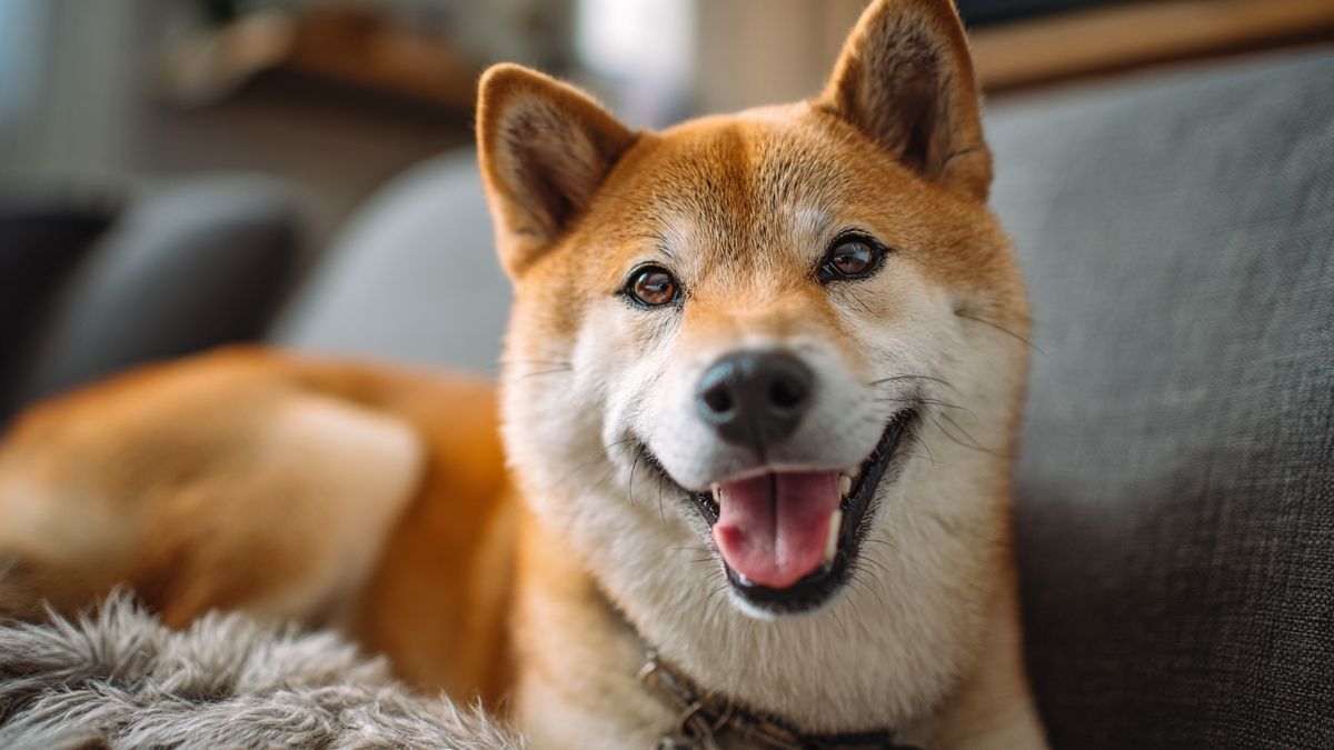 Maxi Doge : une prévente record qui fait sensation et captive l'attention de tous
